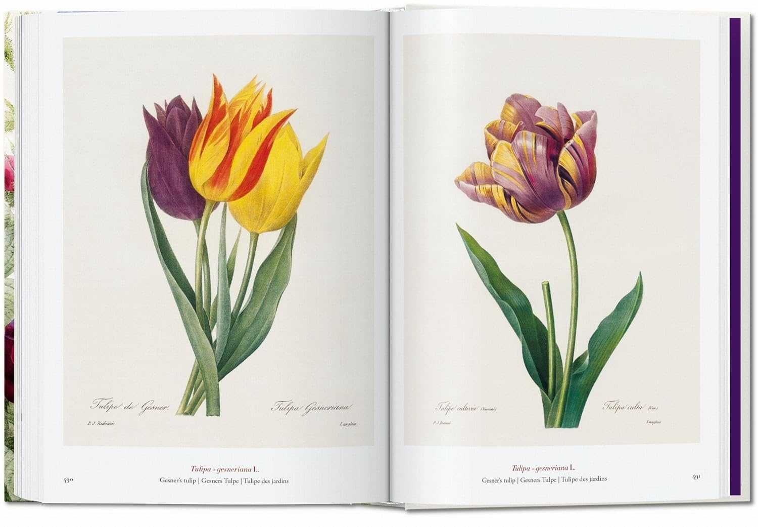 Книга Redouté. The Book Of Flowers. 45Th Ed. (9783836556651)