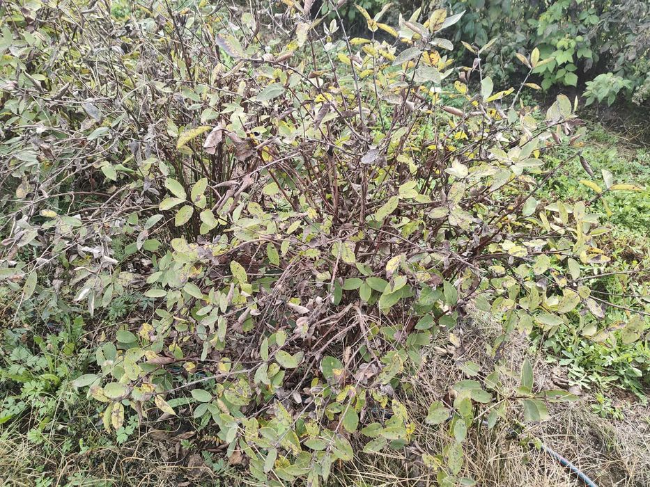 Sadzonki jagoda kamczacka 6 letnia Wojtek i Zojka