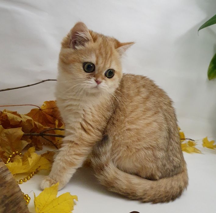 Киев милая кошечка, ласковая девочка британская золотая шиншилла. Кот