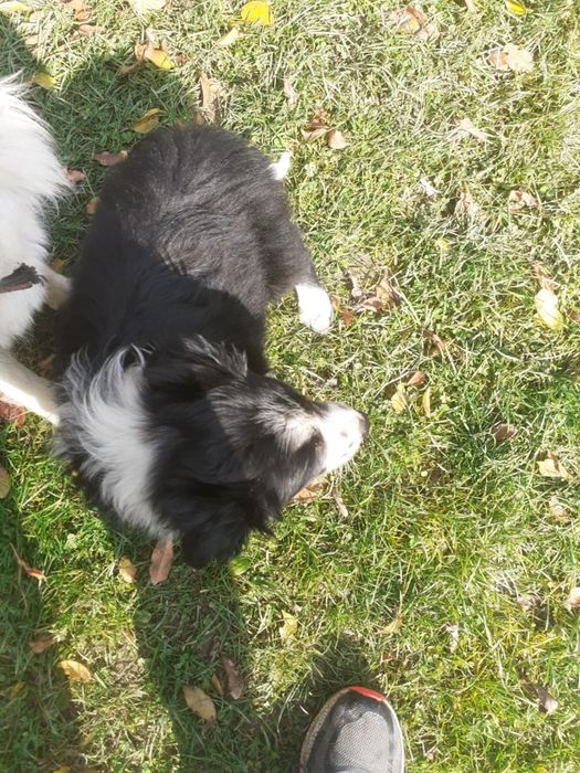 Suczka border collie