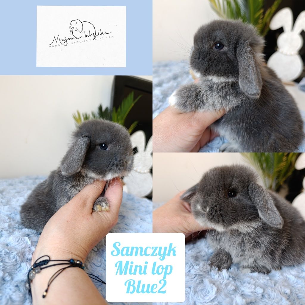 Królik króliczek mini lop hodowla zarejestrowana 910-P