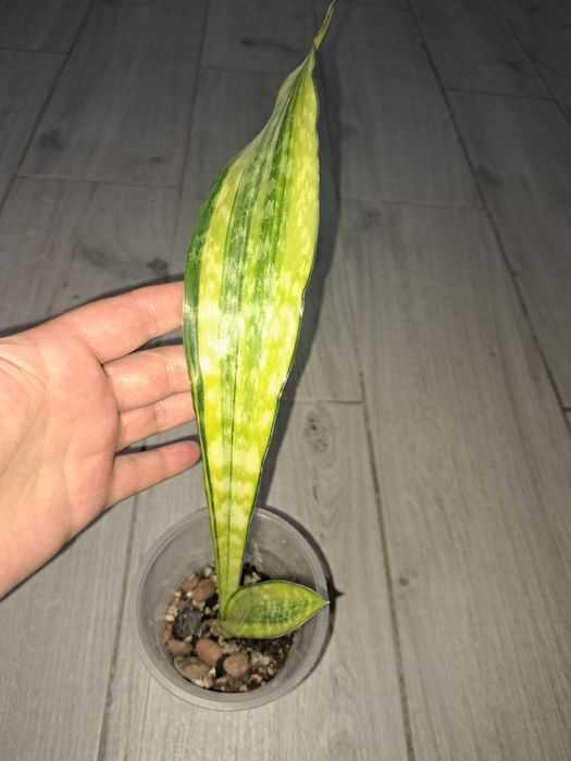 Аубрутіана варієгатна і аубрутіана nite lite