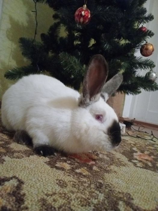 Продам кролі каліфорнія