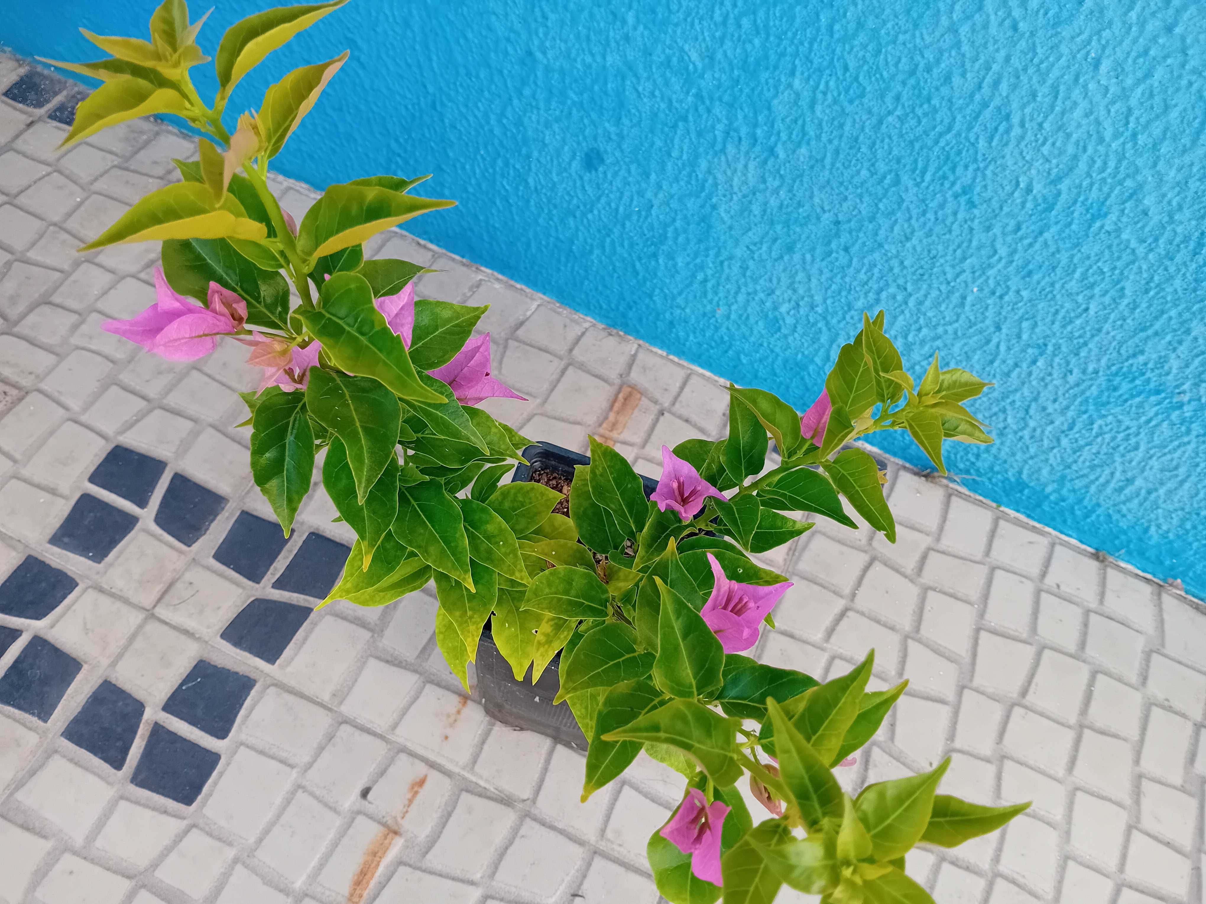 Buganvilia cor de rosa claro ou escuro