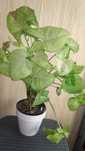 Syngonium Confetti duża roślina
