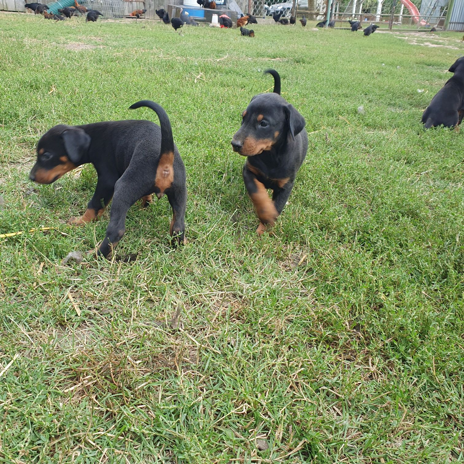 Doberman suczka za 2 tygodnie już do odbioru