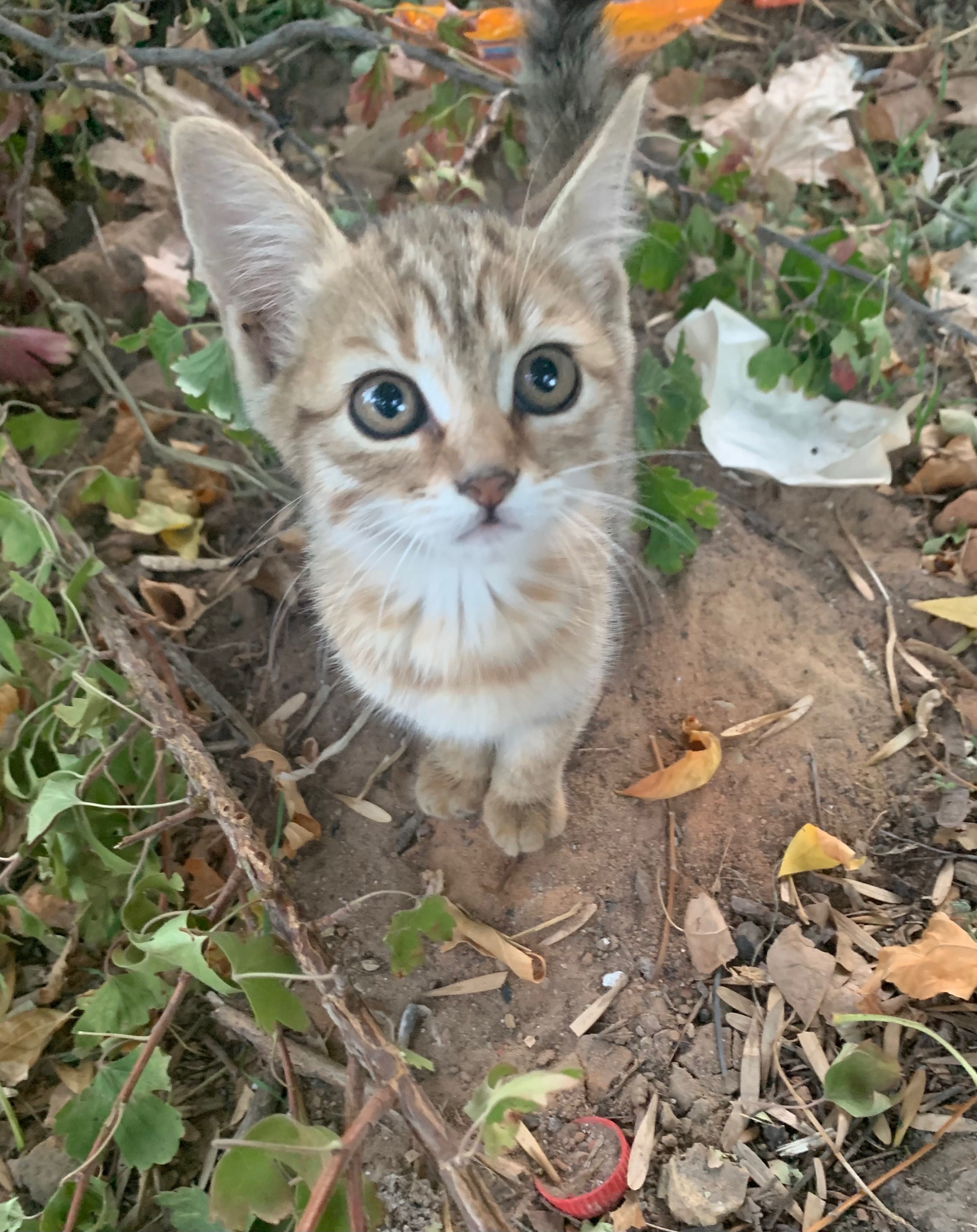 Кошенята в добрі руки