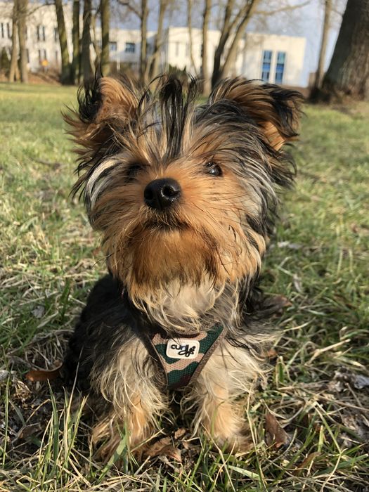 Yorkshire terrier