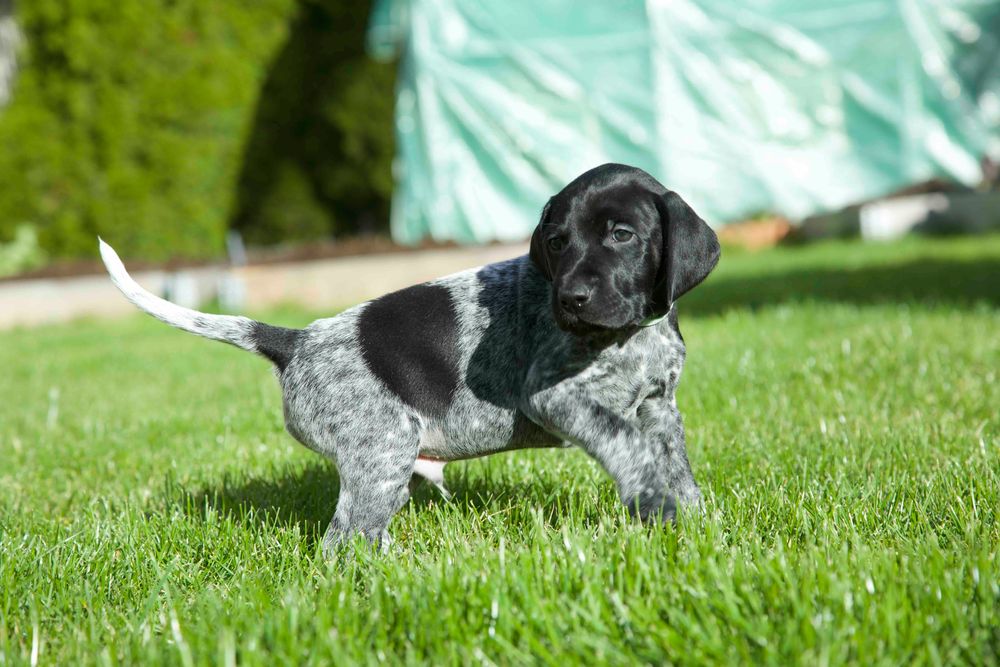 wyżeł niemiecki krótkowłosy