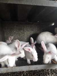 Продам кроликів породи  Панон білий