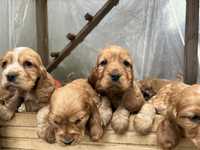 Szczeniaki Cocker Spaniel