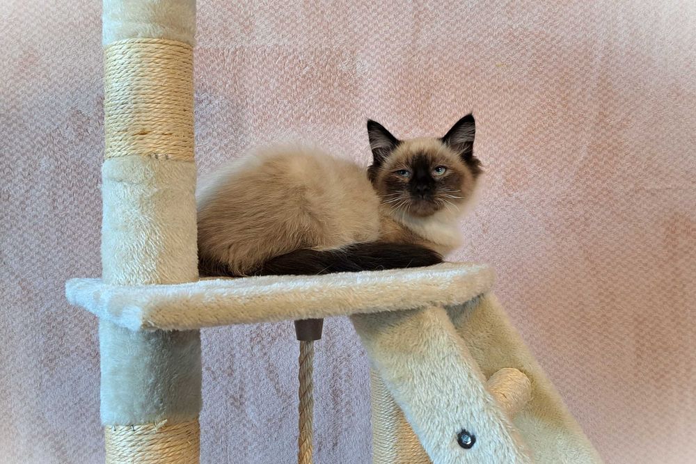 Kotka Neva Masquerade – czerwona obróżka, Oriana