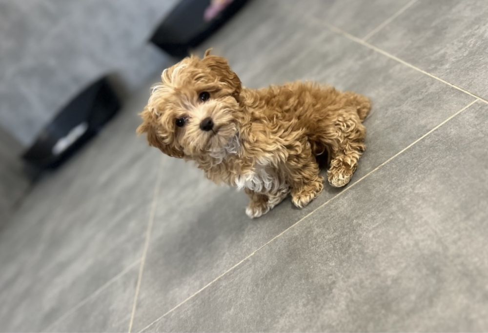 Maltipoo F1 Wyjatkowe z Rodowodem