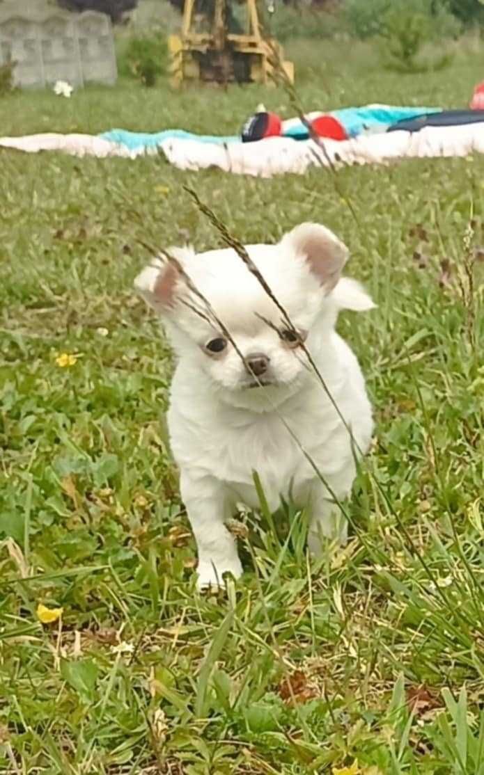Piesek Chihuahua Długowłosy ZKwP / FCI gotowy do odbioru