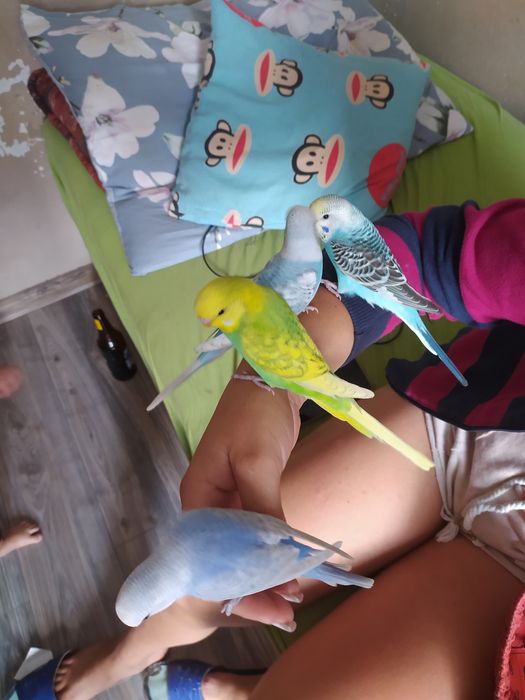 Papugi faliste oswojone