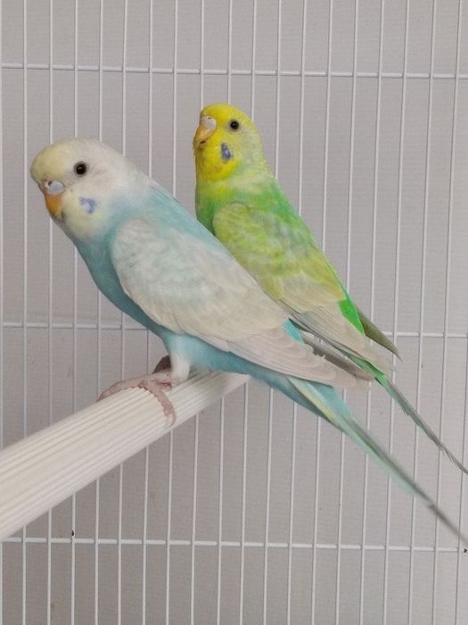 Periquitos Mutações