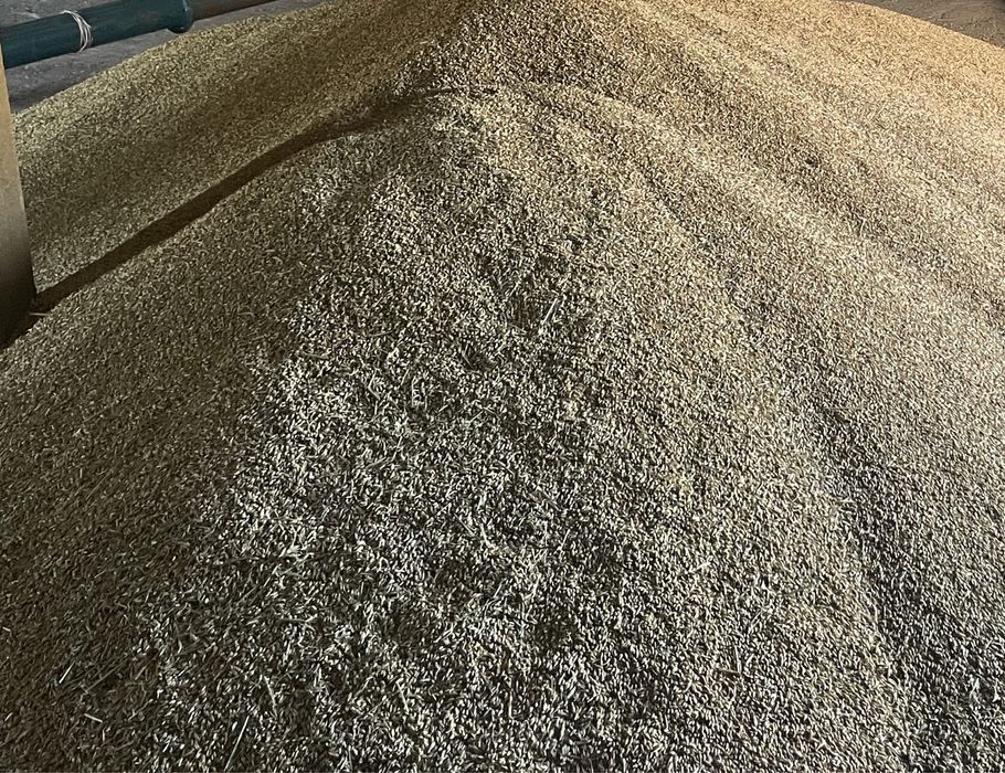 Pszenica, jęczmień, owies