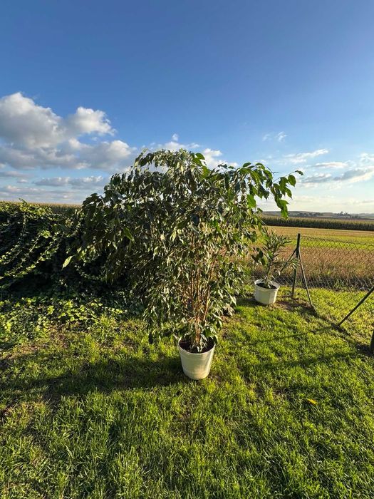 Sprzedam Fikus Beniamin