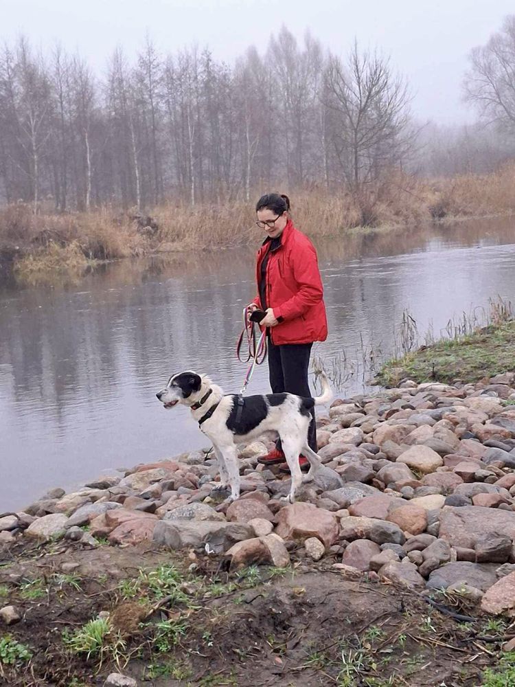 Hans w typie wyżła poleca się do adopcji