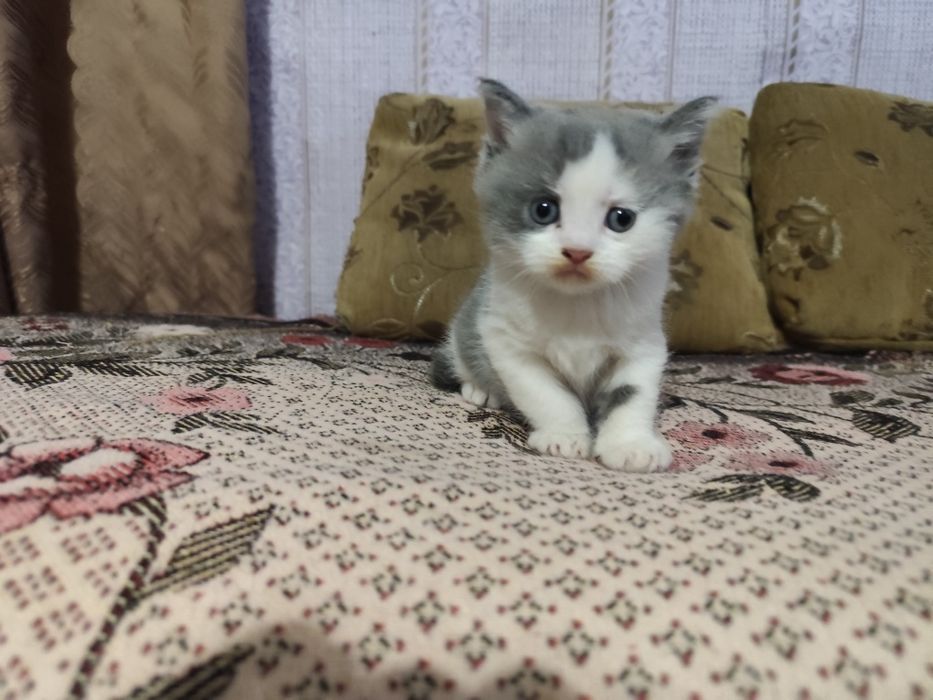 Кошечка мама веслоуха шотландка