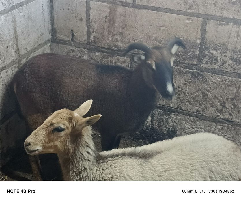 Owca muflon 1,5 roku