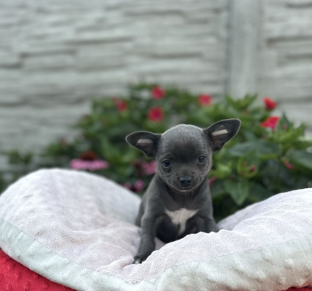 Piesek chihuahua krotkowlosa z metryka FCI ZKwP