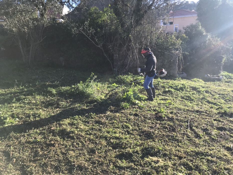 Limpeza terrenos abate árvores