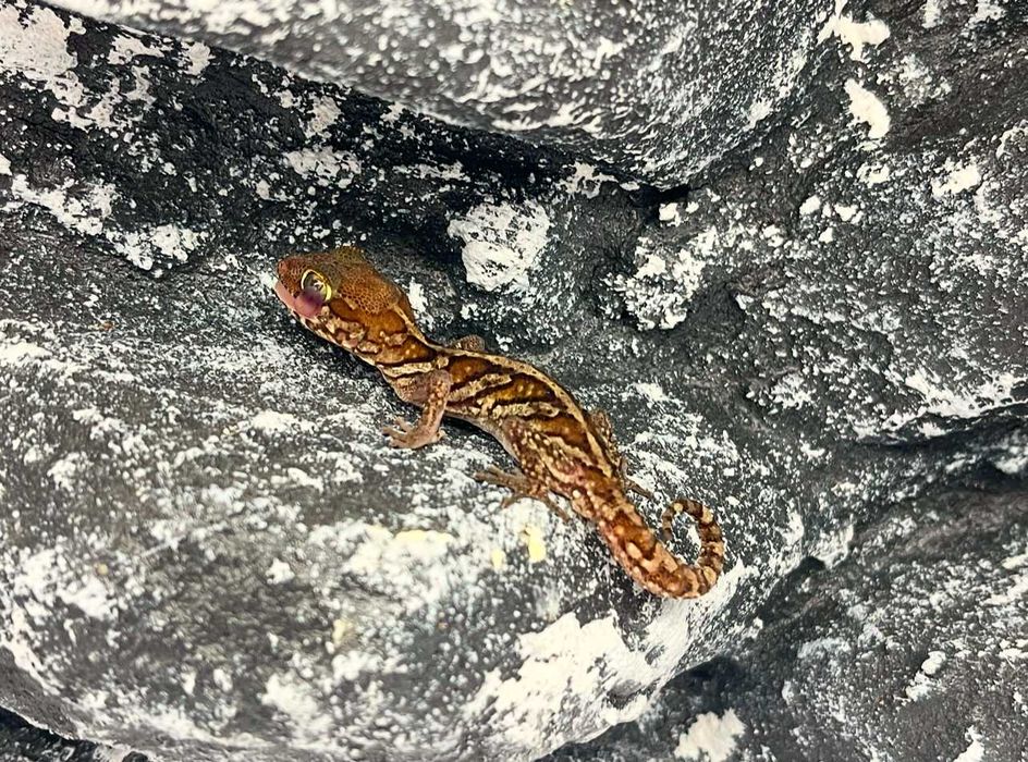 Gekon Madagaskarski gekony madagaskarskie nie lamparci Poznań