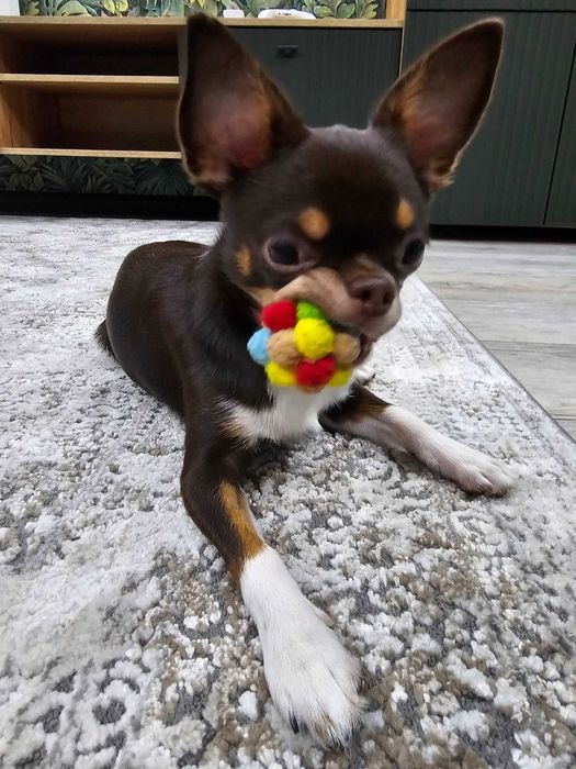 Чихуа и померанский шпиц