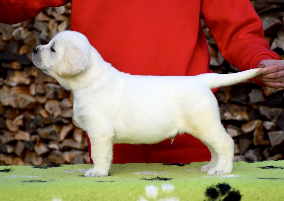 Щенки лабрадора для тех кто выбирает для себя качество!