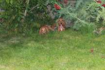 cocker spaniel śliczny piesek