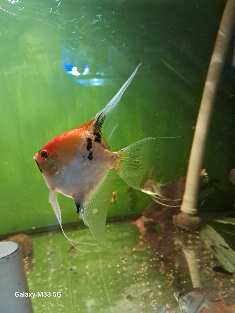 Skalar koi red devil