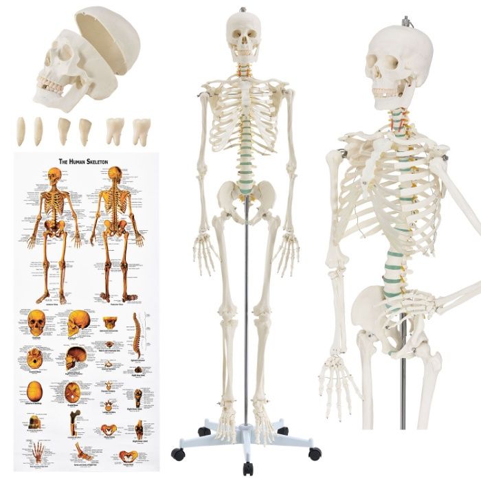 Szkielet , model układu kostnego człowieka 181 cm