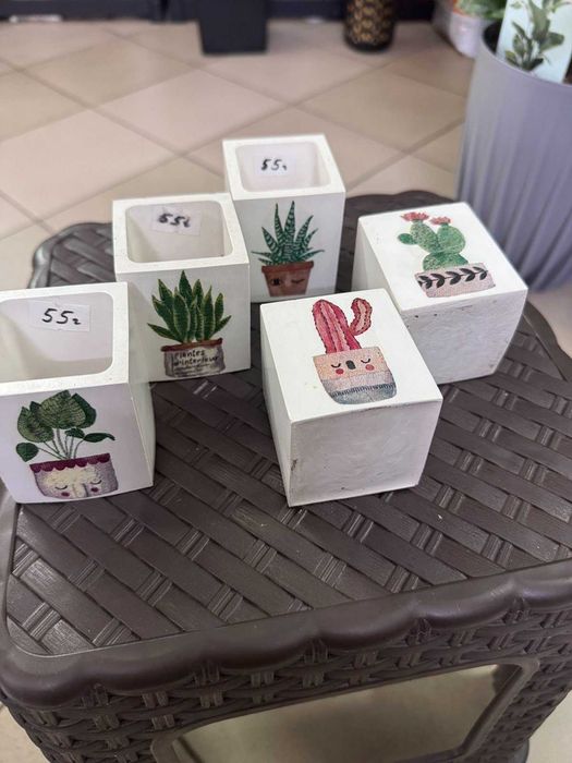 Паперомія .Ріпсаліс Цереускула