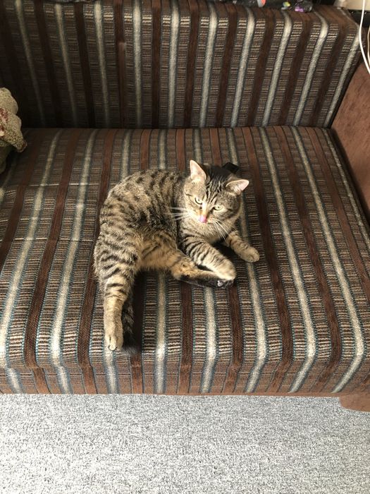 Отдам котика в добрые руки !