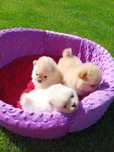 *Pomeranian Miniaturowy typ misia Suczki i Pies*