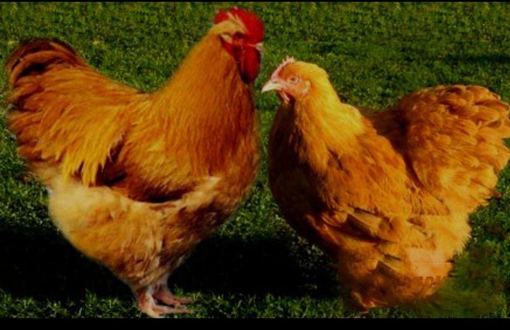 Продам і/я кур м'ясояєчних кросів