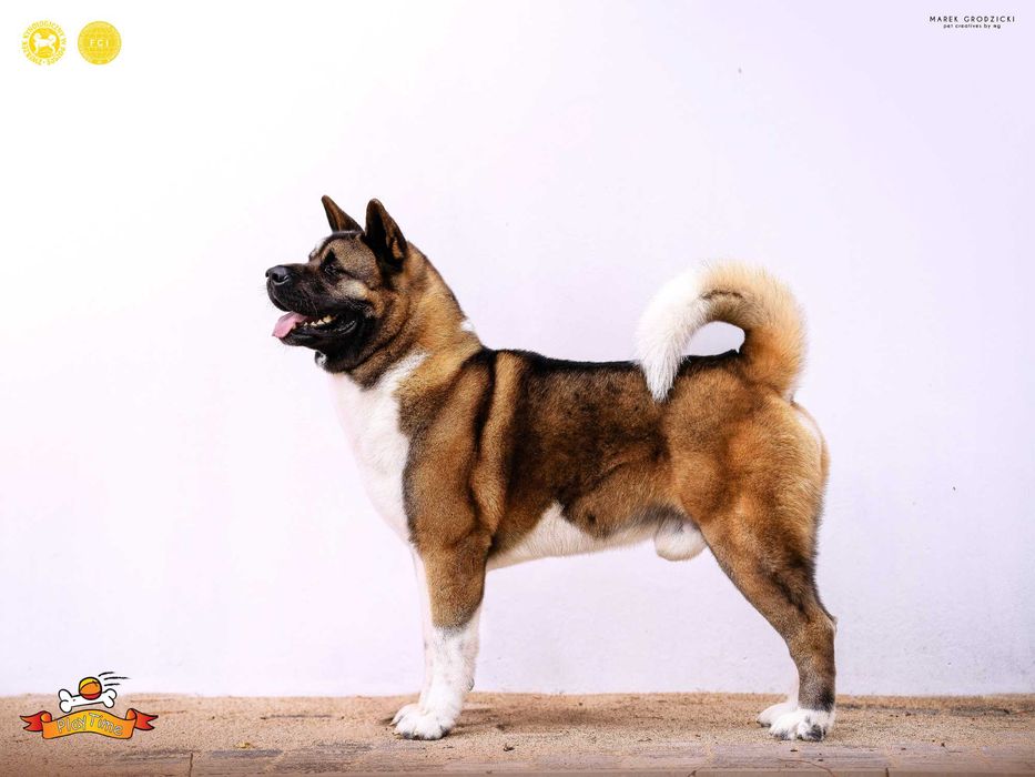 Akita Amerykańska szczenięta -grudzień -zapowiedź miotu - PlayTime FCI