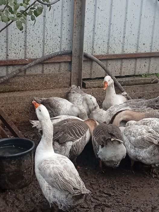 Продам племенных гусей