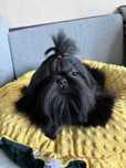 Suczka  Gabi Shih tzu Zkwp