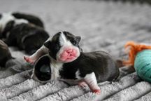 Śliczny szczeniak - boston terrier