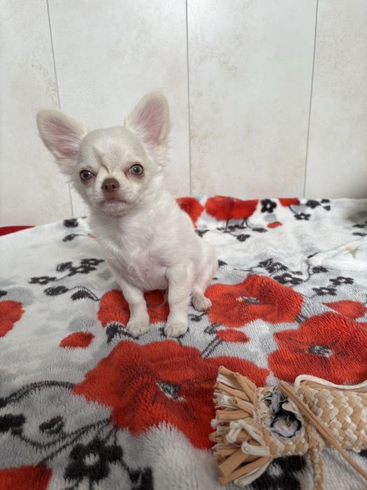 Chłopczyk chihuahua FCI xxs