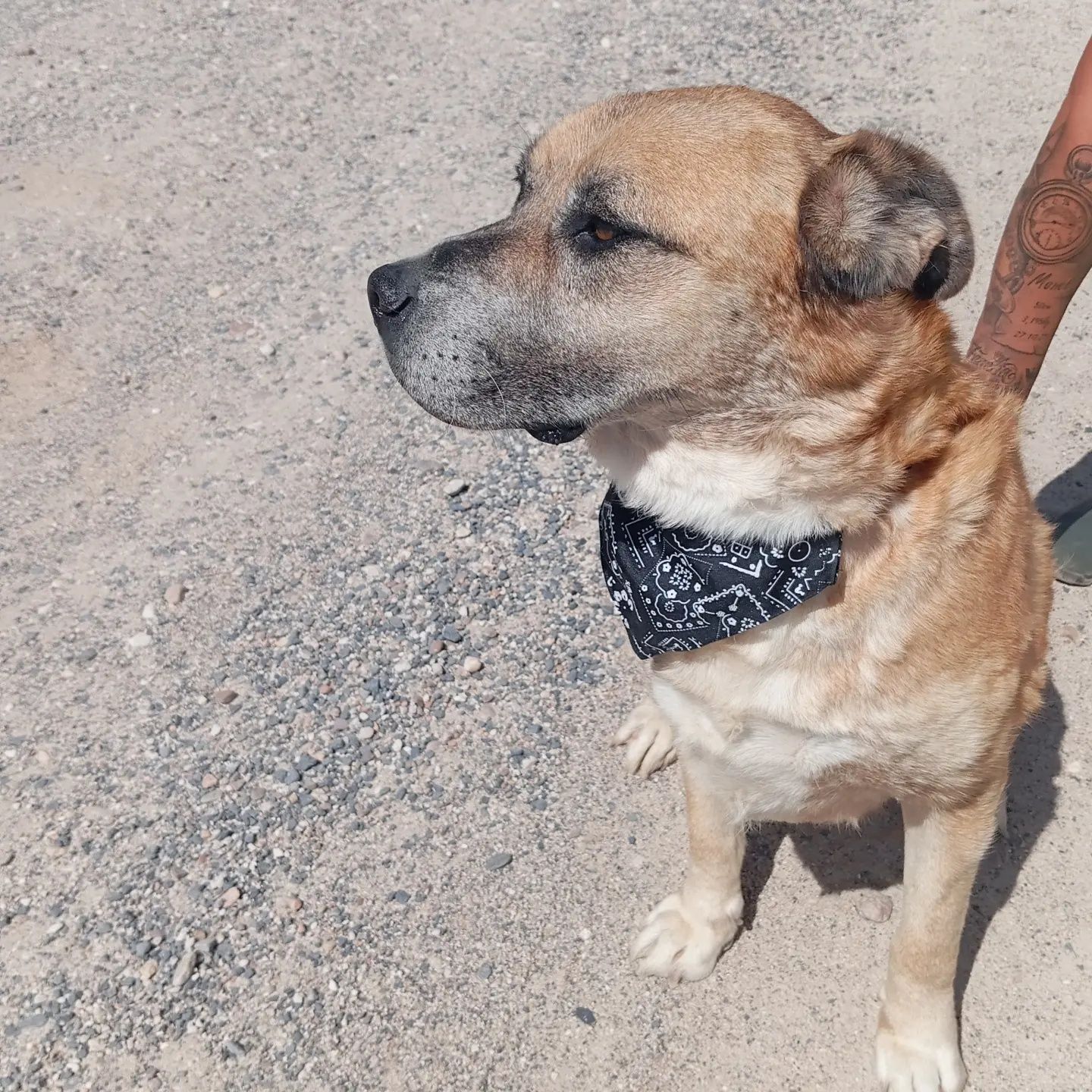 Cão de porte grande super querido para adoção responsável