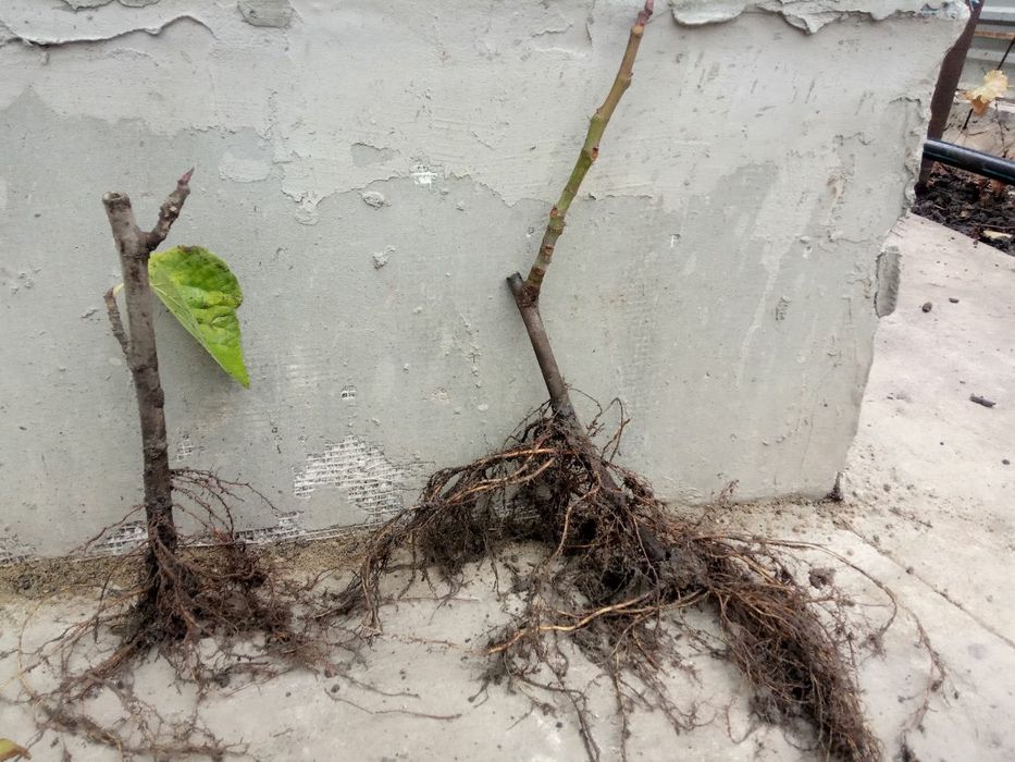 Саженцы инжира Шави Легви