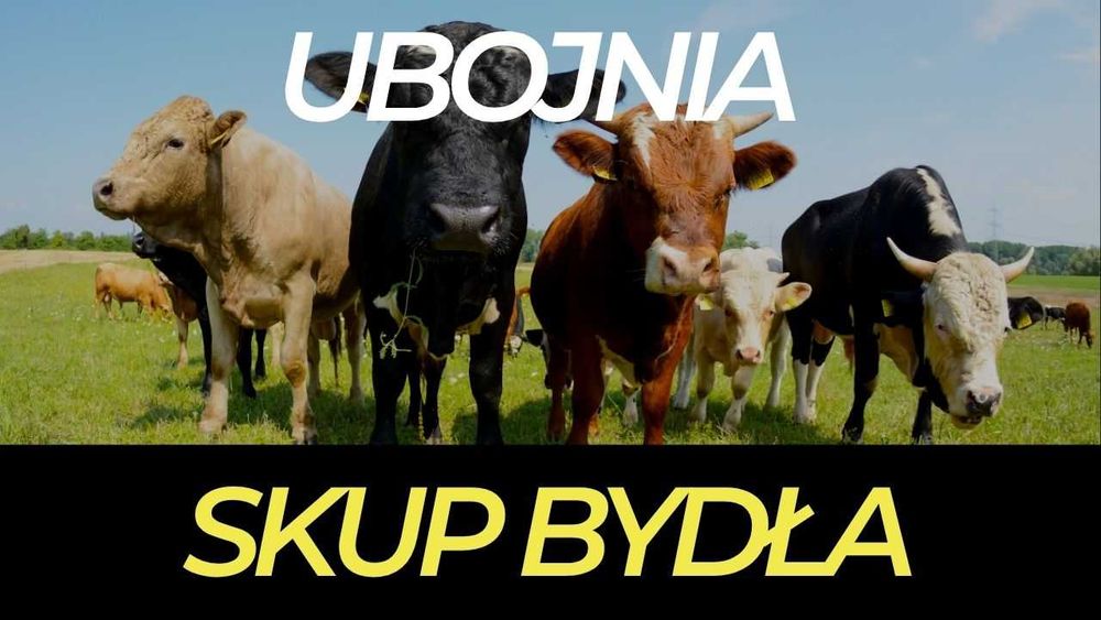 SKUP BYDŁA - bez pośredników - Ubojnia