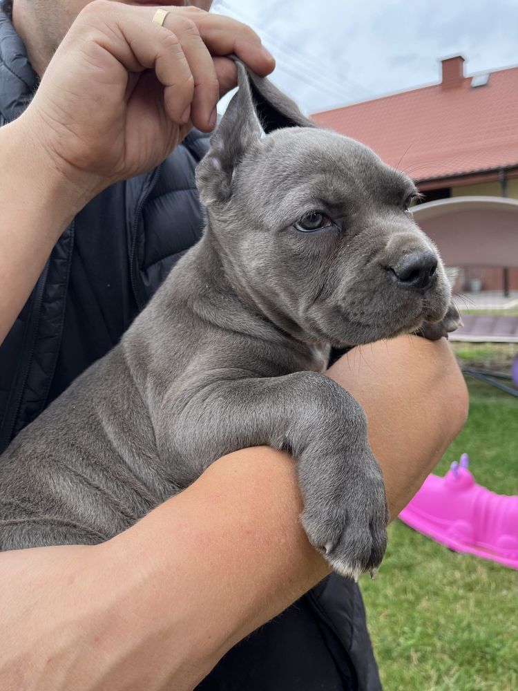 Cane Corso Suczka