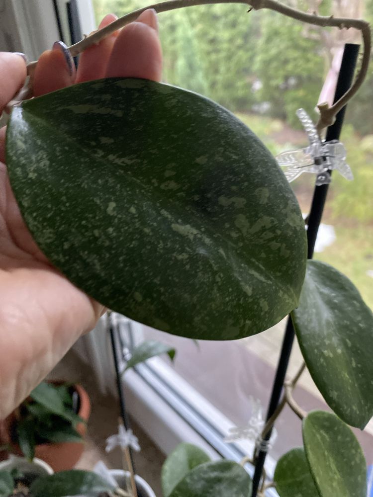 Hoya parasitica lao  1l cw