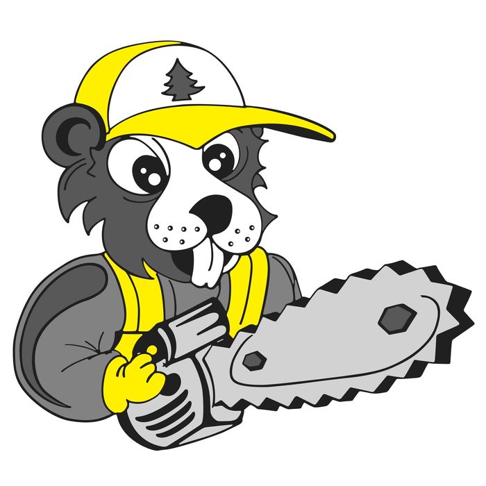 Wycinka drzew trudnych oraz lasów