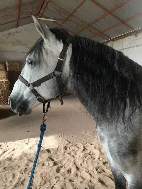 Cavalo inteiro Lusitano manso