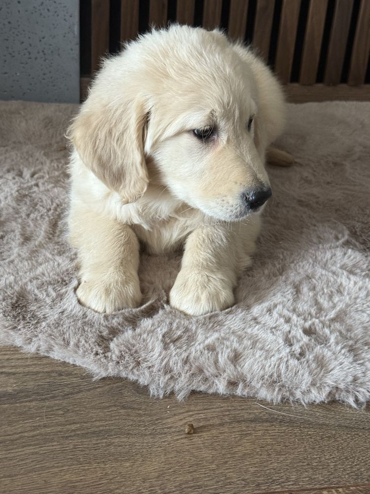 Suczka Golden Retriever